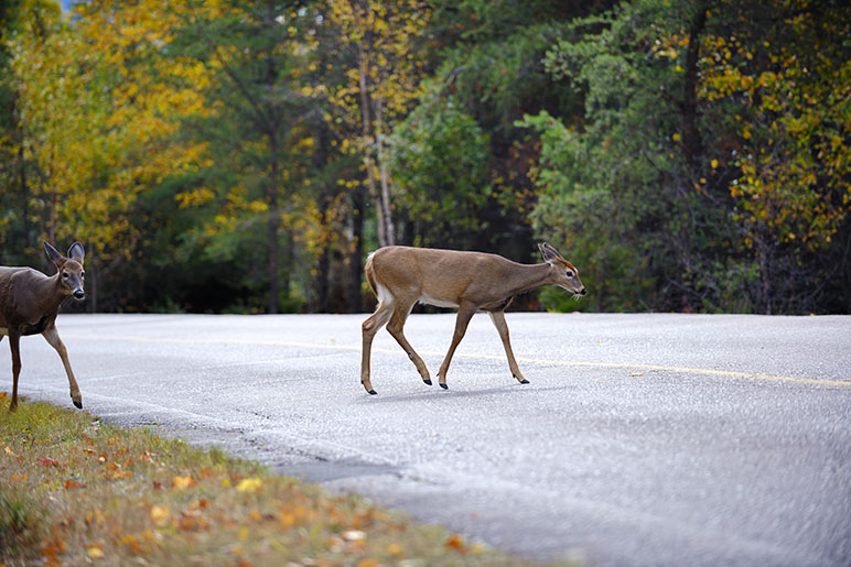 A photo of a deer crossing the road in the middle of the day