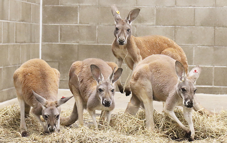 A photo of four of the new Indianapolis Zoo kangaroos