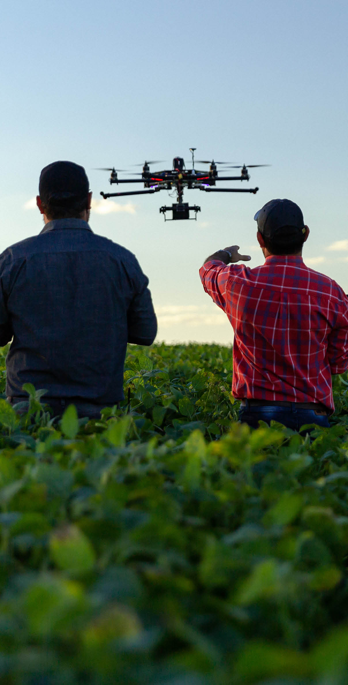 Farmers scouting a soybean field with a drone.