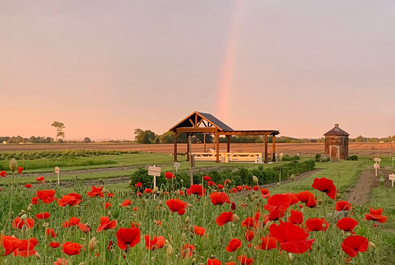 Dollie's farm with rainbow in the background