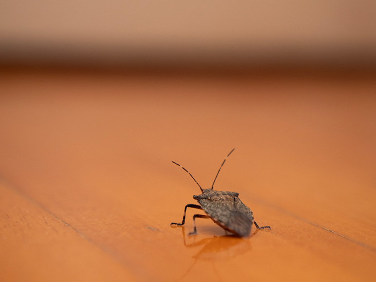 Ways to avoid stink bugs in your Indiana home