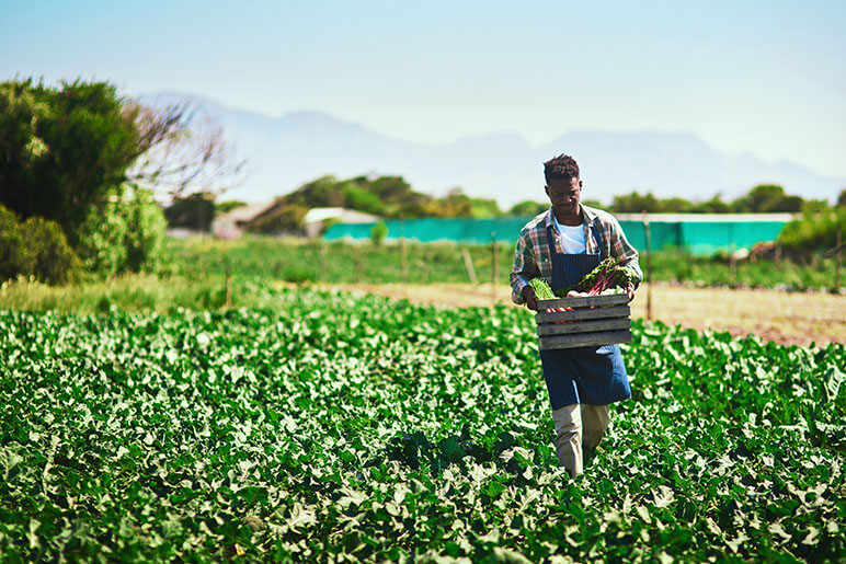 Young farmer outside in his field with a crate full of vegetables from his farm