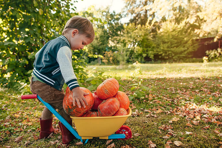 Little boy at a pumpkin patch with a miniature wheel barrel full of small pumpkins