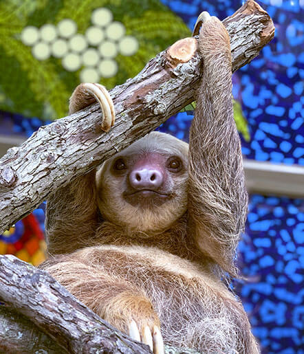 Quinto the sloth from the Indianapolis Zoo is hanging from a tree