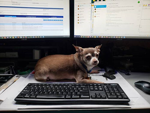 Little dog on top of someone's at home desk right below the two computer monitors