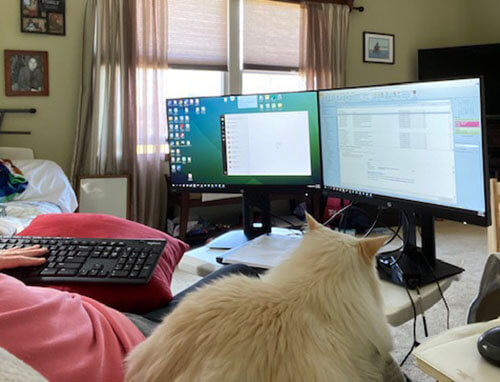 Woman in front of her computer with cat watching the two computer monitors