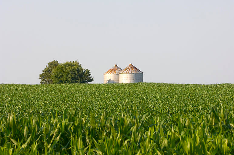 Photo of a corn field with grain bins in the distance