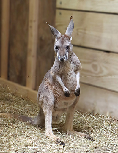 Single Kangaroo standing from the Indianapolis Zoo