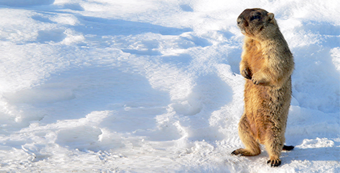 Groundhog Day 