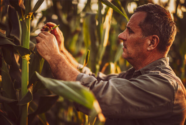 Additional Crop Hail Insurance