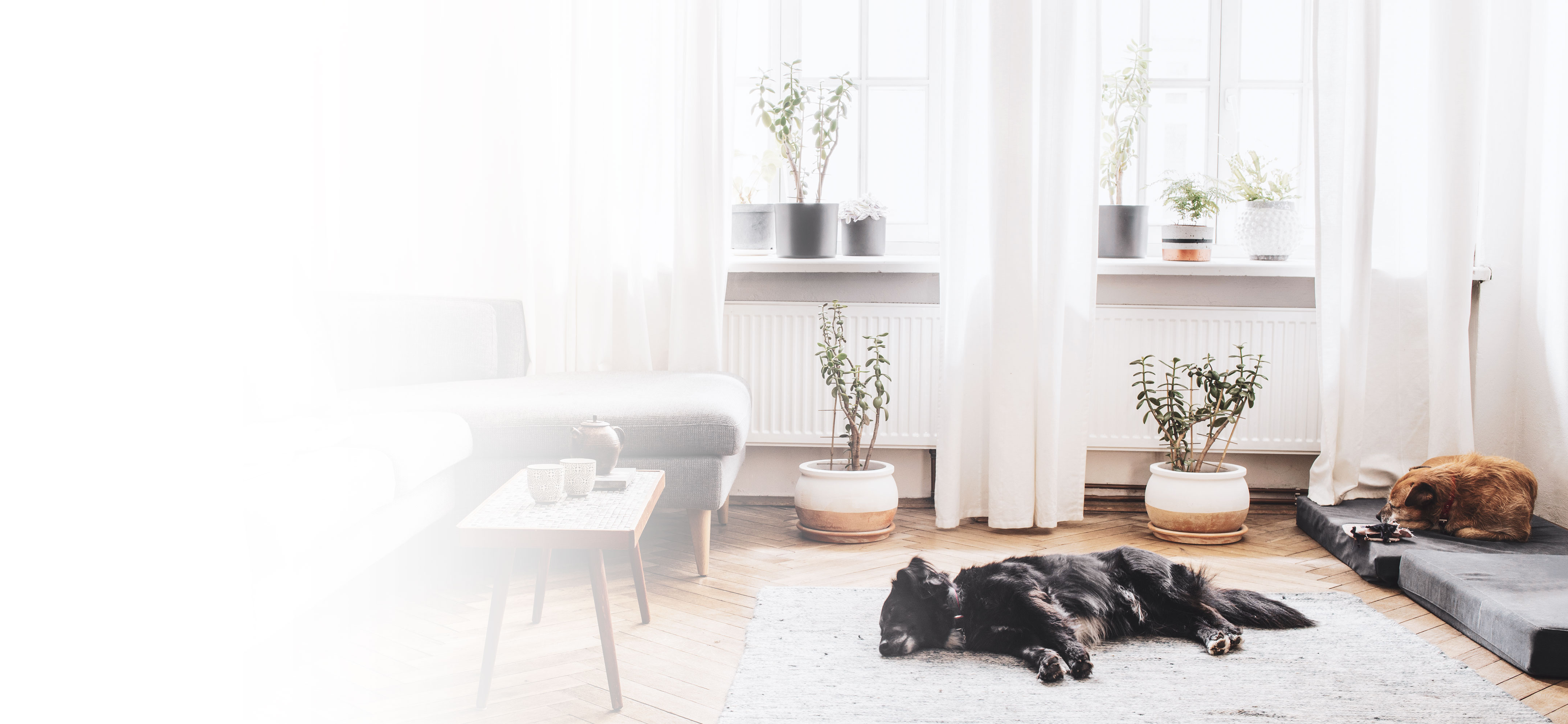 dogs resting in an apartment